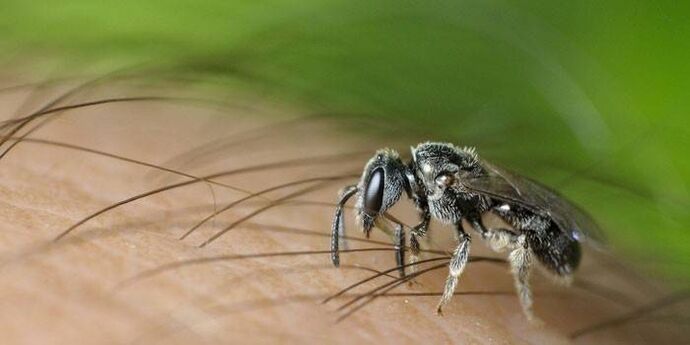 Bodnutí hmyzem může přenášet střevní parazity