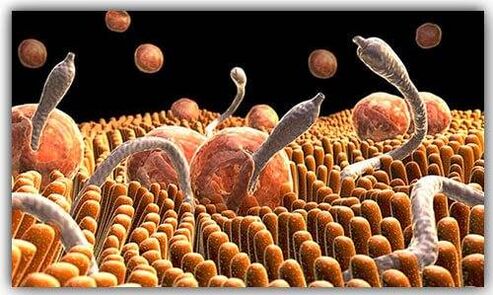 parazity uvnitř těla